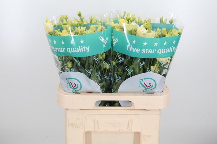 <h4>Eus G Alissa Yellow</h4>