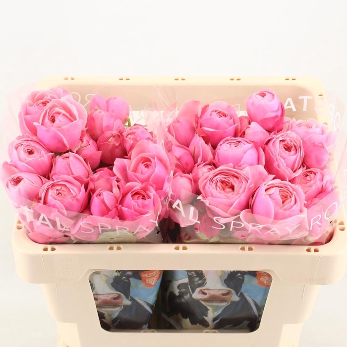 <h4>R tr Silva Pink+</h4>