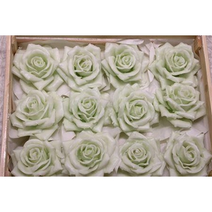 Wax Roos Pastel Groen