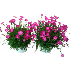 Dianthus overig