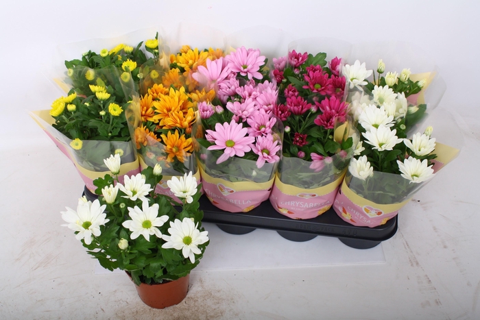 <h4>CHRYS GEM 5 KL</h4>