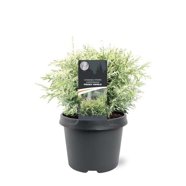 <h4>Chamaecyparis law. 'Pearly Swirls'</h4>