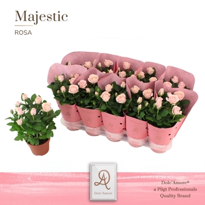 Rosa Infinity Princess Dolc'Amore Majestic