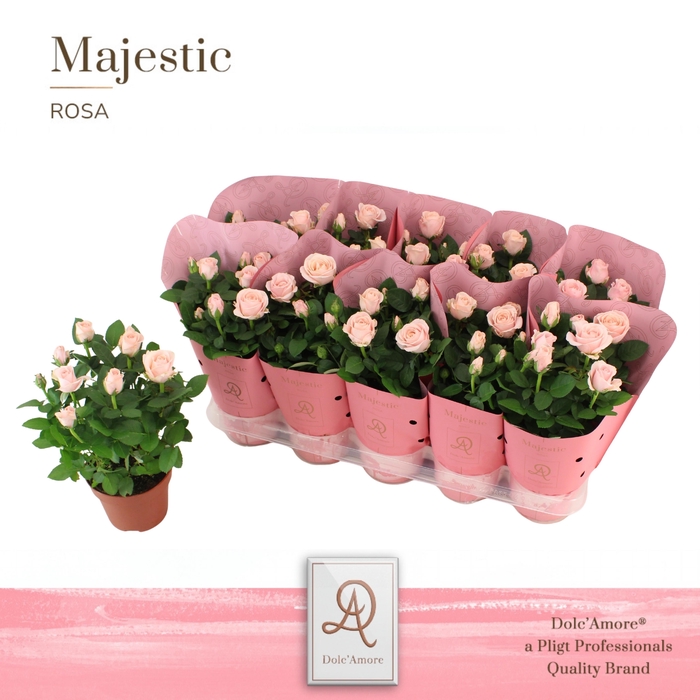 <h4>Rosa Infinity Princess Dolc'Amore Majestic</h4>