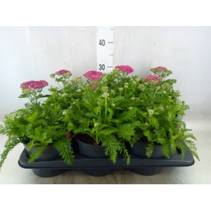 Achillea millef.