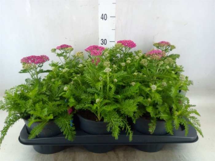 <h4>Achillea millef.</h4>
