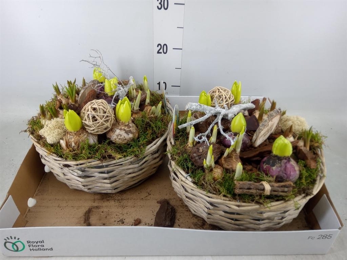 <h4>Arr.   Bol/Knolgewas L%</h4>