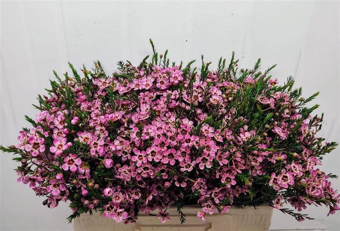 <h4>CHAME ME GRAND ADI</h4>