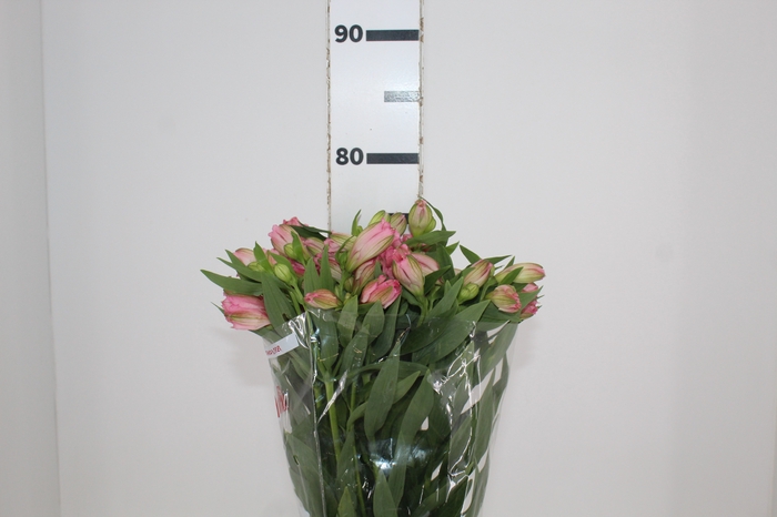 <h4>ALSTROEMERIA PRIMADONNA 080 CM</h4>