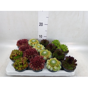 Sempervivum   ...
