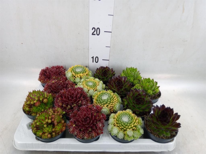<h4>Sempervivum   ...</h4>