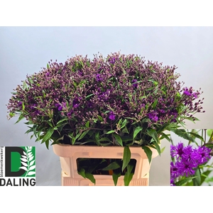 VERNONIA C 'MAMMUTH'