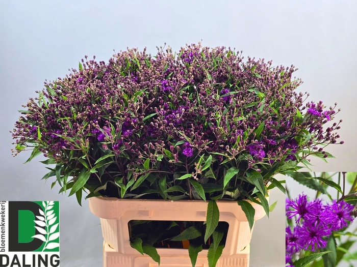 <h4>VERNONIA C 'MAMMUTH'</h4>