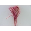 Dried Artz Rice Grass Rafael Bunch
