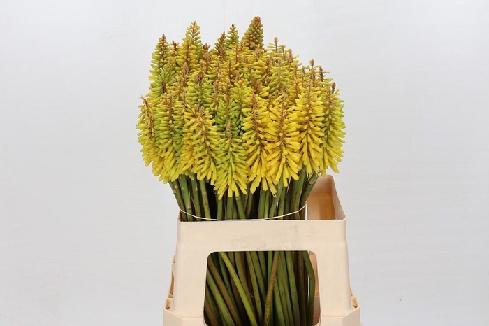 <h4>Kniphofia Sunningdale Yellow</h4>