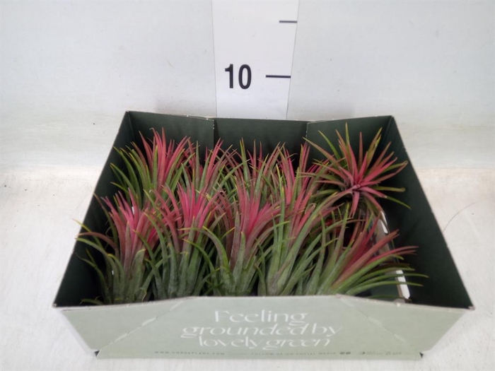 <h4>Tillandsia</h4>
