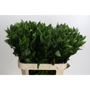 Ruscus aculeatus   ...groot blad
