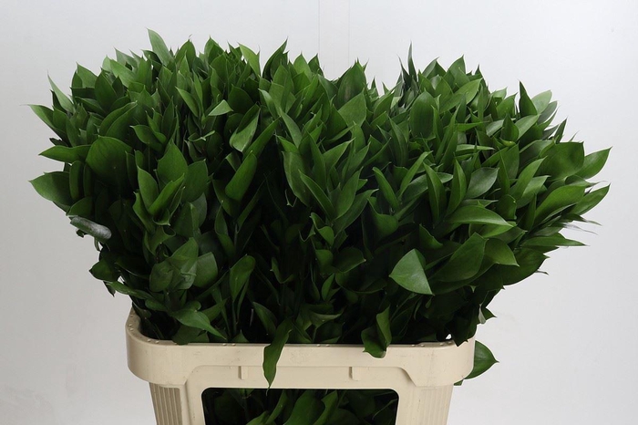 <h4>Ruscus aculeatus   ...groot blad</h4>