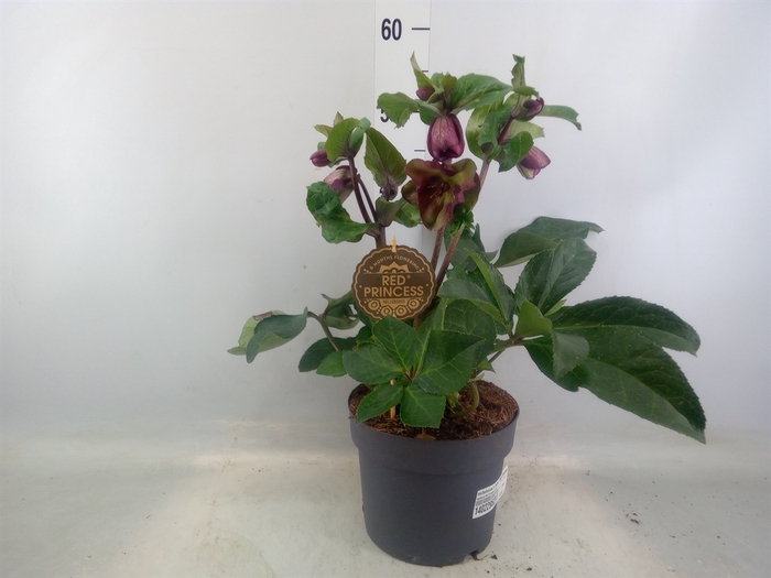 <h4>Helleborus x hybr. 'Red Princess'</h4>