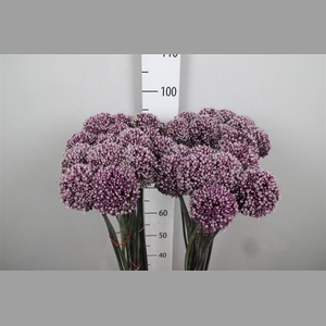 Allium Summer Drumme
