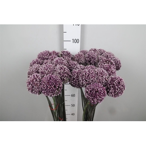 Allium Summer Drumme