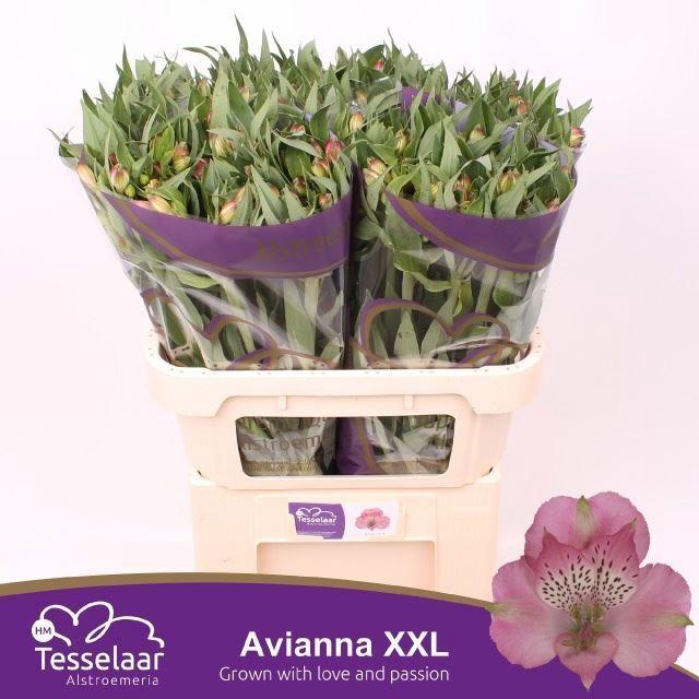 <h4>Alstr Avianna</h4>