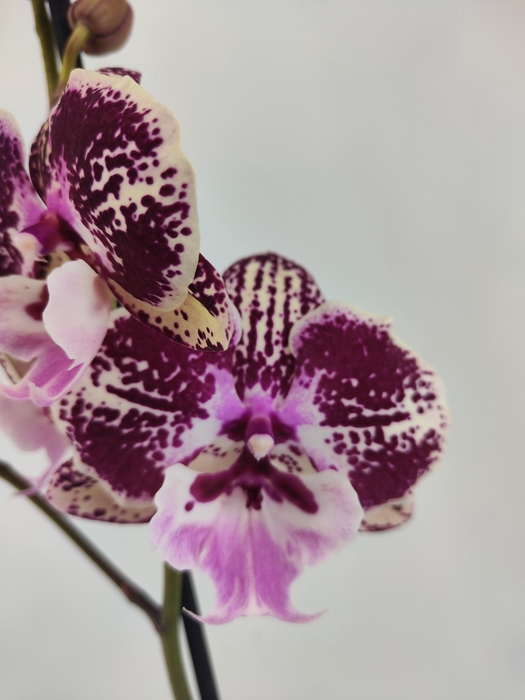 <h4>Limited 34 week 2</h4>