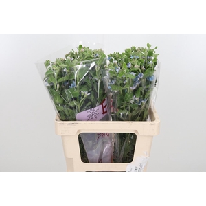 Oxypetalum Coeruleum