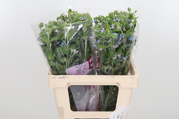 <h4>Oxypetalum Coeruleum</h4>