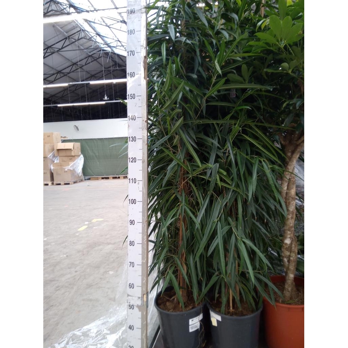 <h4>Ficus binn. 'Alii'</h4>
