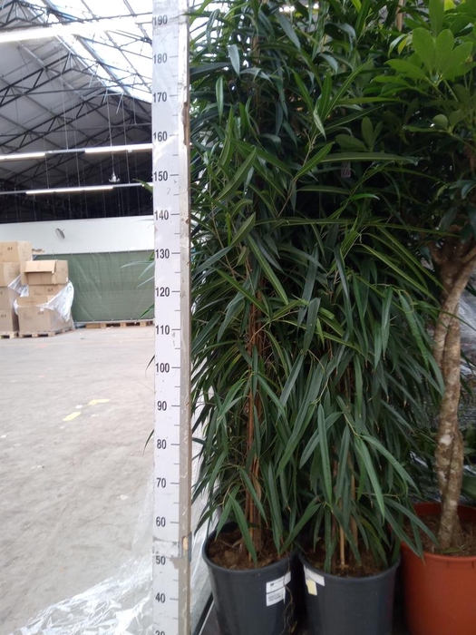Ficus binn. 'Alii'