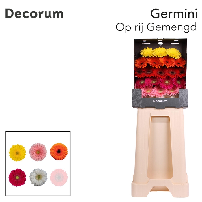 <h4>Germini Mix Diamond</h4>