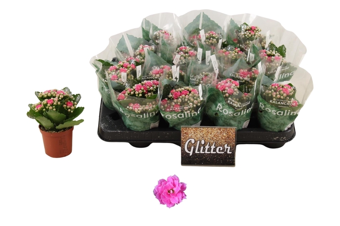 <h4>KAL GE NANDO PINK</h4>