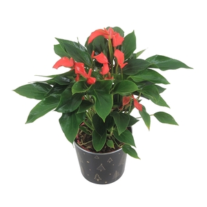 Anthurium XL.67 Trillions Red 12cm in zinken kerstpotje