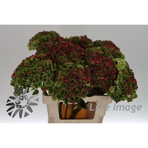 Hydrangea mag amethyst classic