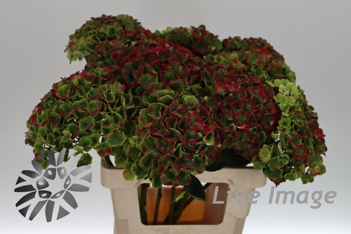 <h4>Hydrangea mag amethyst classic</h4>