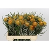 Banksia Dryandra