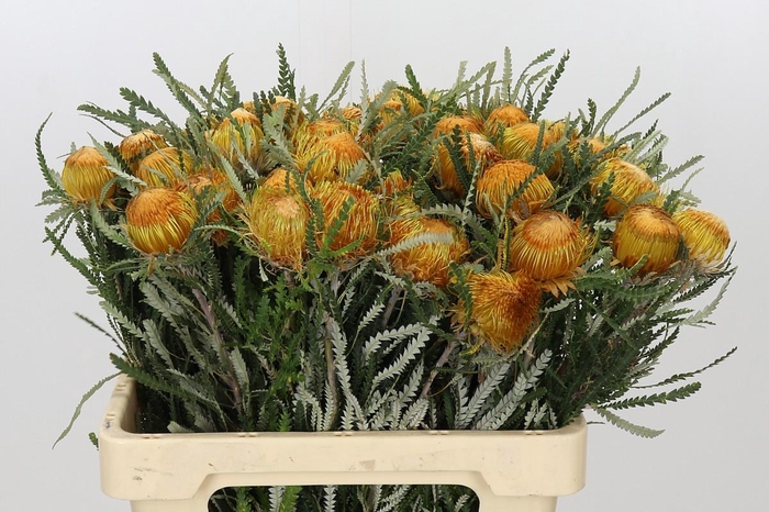 <h4>Banksia Dryandra</h4>