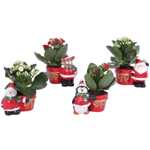 Kalanchoe mix 6 cm in kerstmix planter