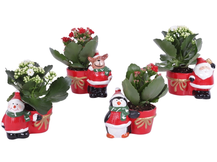 <h4>Kalanchoe mix 6 cm in kerstmix planter</h4>