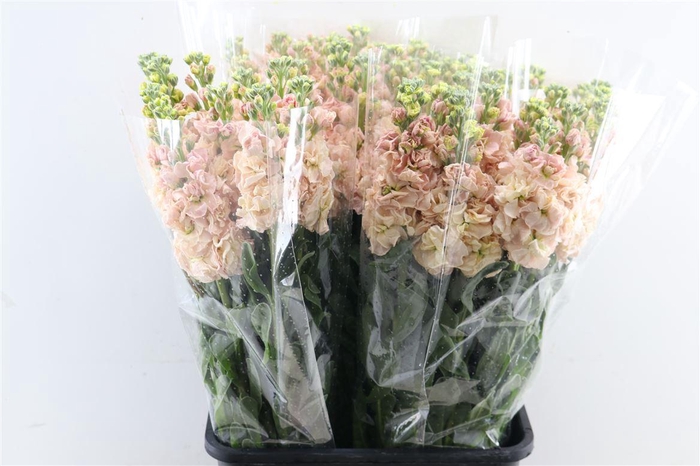 <h4>Matth Ov Apricot</h4>