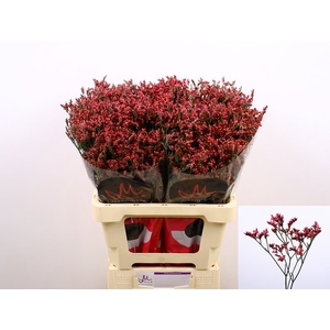 Limonium Scarlet Diamond Marginpar