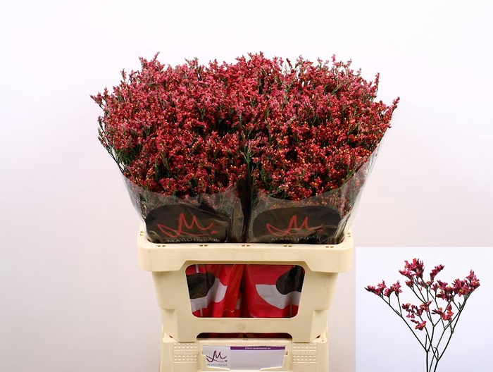 <h4>Limonium Scarlet Diamond Marginpar</h4>