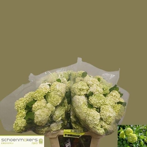 VIBURNUM ROSEUM ST