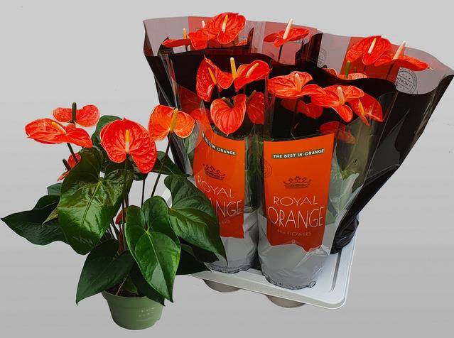 <h4>Anthurium Madural Orange</h4>