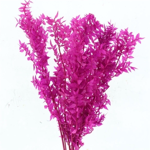 Pres Ruscus Soft Bleached Cerise Per Stem