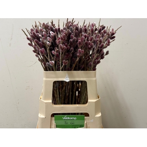 SALIX G PINK CUSHION