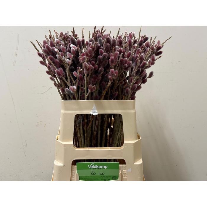 <h4>SALIX G PINK CUSHION</h4>