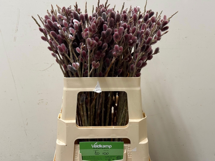 <h4>SALIX G PINK CUSHION</h4>