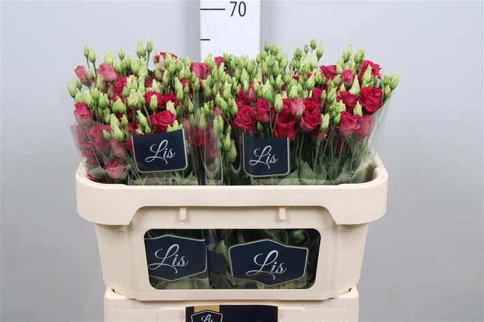 <h4>Eus G Arosa Red</h4>